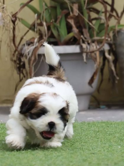 A fantastic action shot of this active Shih Tzu puppy mid-run. This pup is full of life and ready for a family that can keep up with his playful spirit.