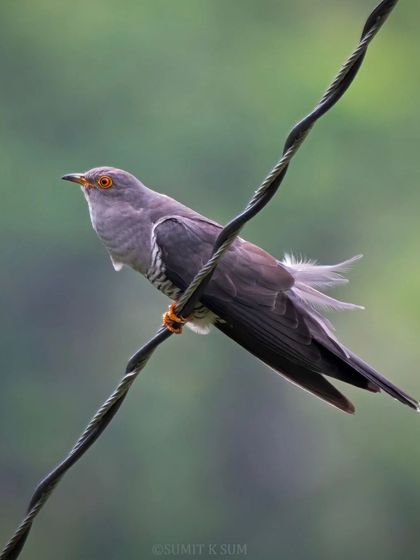 An Indian Cuckoo perched on a wire. These birds are brood parasites, meaning they lay their eggs in the nests of other birds.