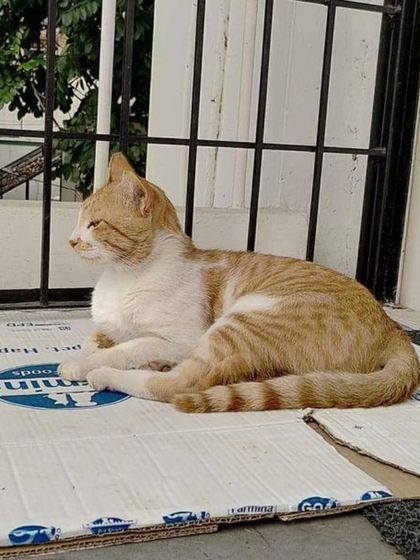 Payasam enjoying a lazy afternoon. This sweet boy is looking for a loving home in Bangalore. Please consider adopting him.