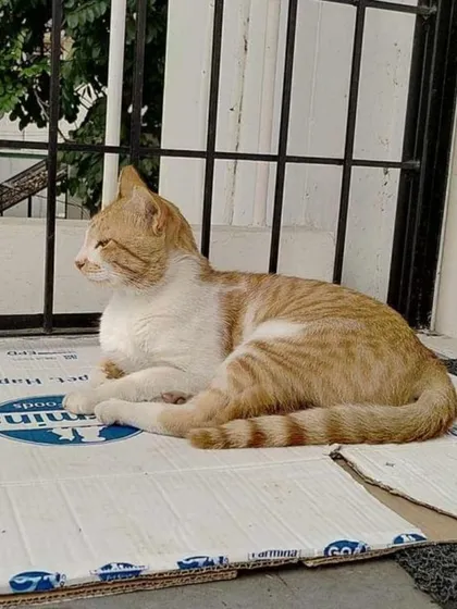 Payasam enjoying the sun while resting on a cardboard box. He is a very chill and easygoing cat.