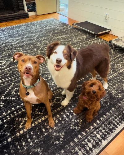 Dog Training Consultation