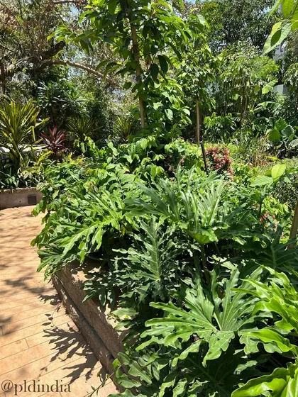 We use a variety of plants, including large-leafed philodendrons, to create a lush and layered effect along pathways. This makes a simple walk through the garden a journey of discovery.