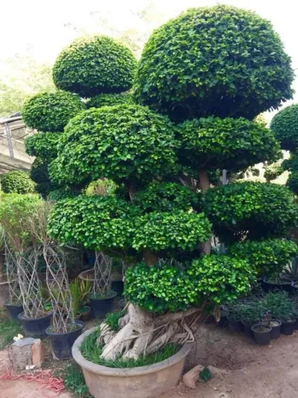 This large, artistically shaped Ficus tree is a living sculpture, meticulously trained over years into a beautiful bonsai form. It's a premium statement piece for a discerning collector or a high-impact landscape.