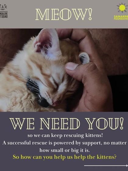 MEOW! We need you so we can keep rescuing kittens. A successful rescue is powered by support, no matter how small or big. This is our call for donations to help us continue our mission.