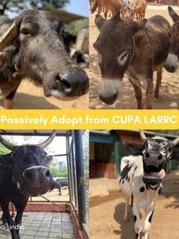 Large Animal Sanctuary & Rehabilitation