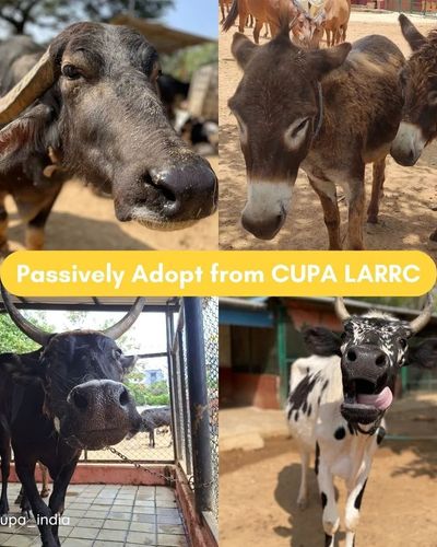 Large Animal Sanctuary & Rehabilitation