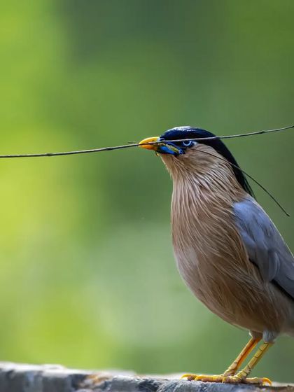 A Brahminy Starling with a long twig, a clear sign that nest-building is underway. These birds are industrious architects.