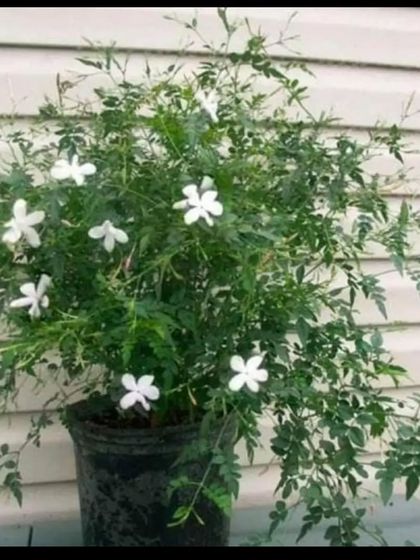 A beautiful Juhi (Jasmine) plant, known for its highly fragrant white flowers. It's a must-have for any fragrance garden.