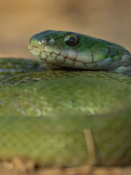 A Green Keelback, a non-venomous snake, showing its vibrant green scales. Through my photos, I hope to help people appreciate the diversity and beauty of all snakes, not just the famous ones.