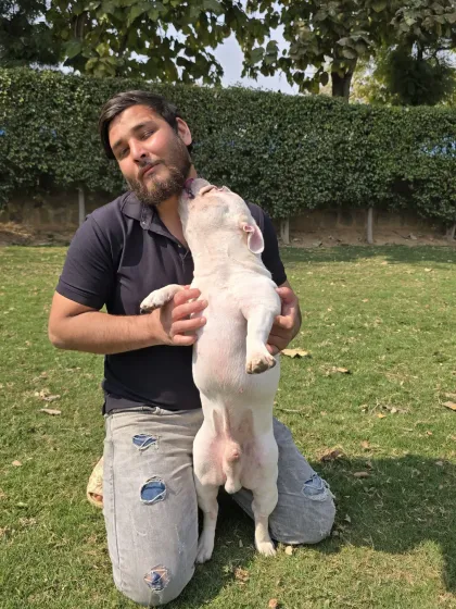 Nothing beats a sloppy kiss from a Frenchie.