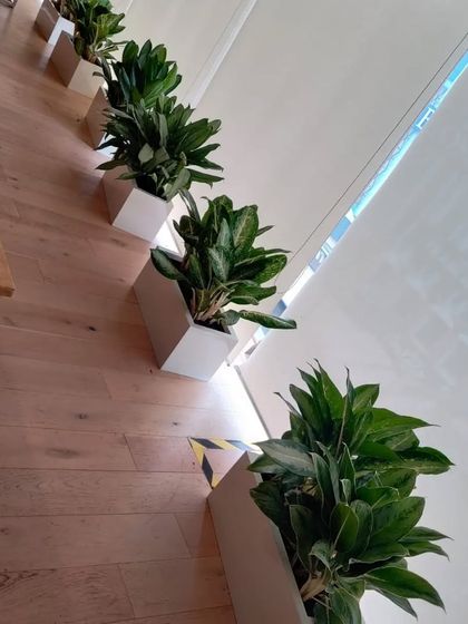 Corporate & Office Plantscaping photo 4