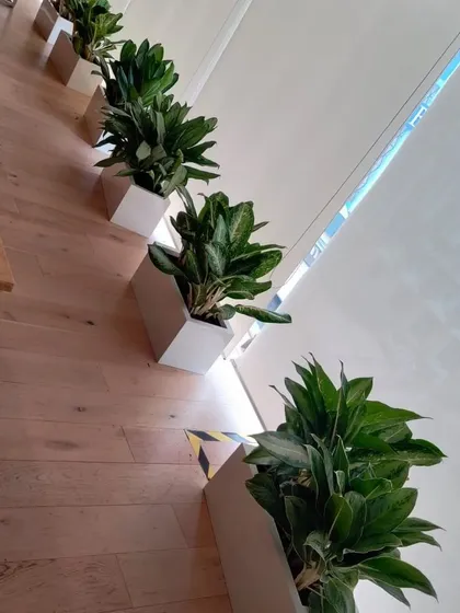 A row of Chinese Evergreen plants in sleek, rectangular white planters. This creates a uniform and elegant green border along a windowed wall in an office.