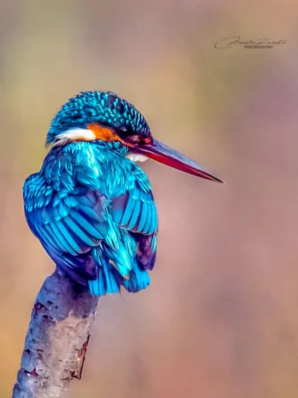 The details in the feathers of a Common Kingfisher are incredible. This portrait, with its head turned, shows the intricate texture and shimmering colour of its plumage, a result of patience and getting the focus just right.