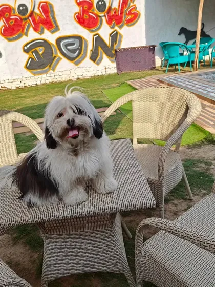 This adorable Lhasa Apso is posing like a true model at our poolside cafe after a day of fun.