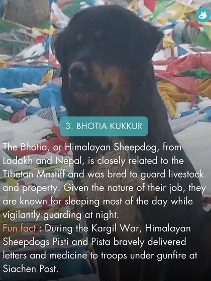 The Pack - Online Pet Parent Community A Voice for Every Dog photo 50