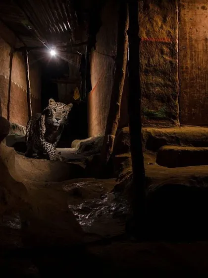 Another perspective from the Warli settlement, this image won the Wildlife Photographer of the Year award. It shows the leopard looking towards the camera, a fleeting connection that underscores our shared existence in these spaces.