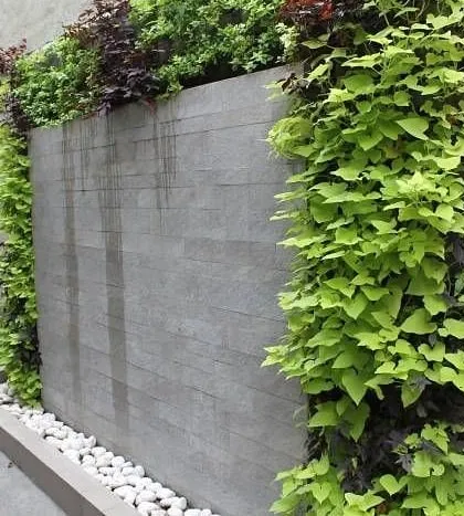 This image details the integration of softscaping and hardscaping. A vibrant creeper plant frames a modern, slate-tiled water feature, demonstrating how we use contrasting textures of stone and foliage to create visually interesting compositions.