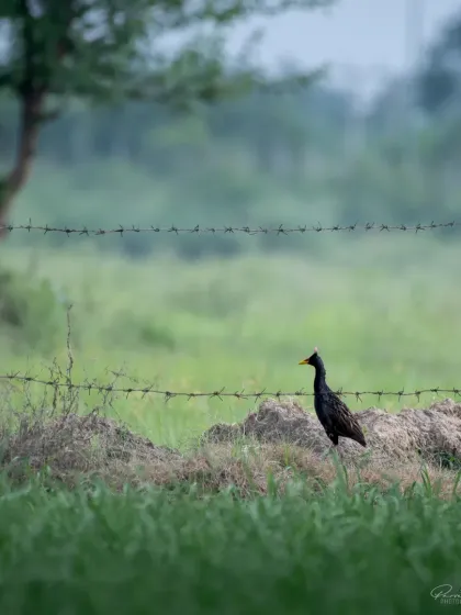 A male Watercock, also known as 'Kora' in Hindi, standing in the grassy wetlands of Dhanauri.