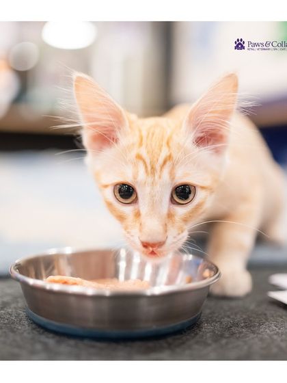 PawsnCollars - Pet-Friendly Café Building Our Community: Adoption & Outreach photo 7