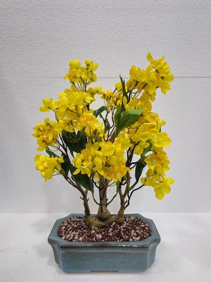 Desktop Plants & Bonsai photo 7