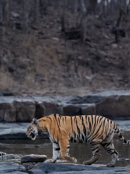 A family of tigers, P151 and her cubs, at a waterhole in Panna during the evening.