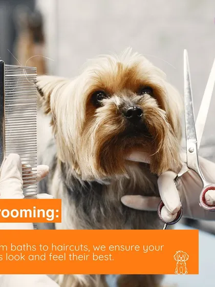 Our basic grooming service is focused on keeping your dog healthy and comfortable. This includes a thorough wash with gentle, dog-friendly shampoo and a careful blow-dry to ensure their coat is perfect. We handle every step of the pet hygiene process with professional care.