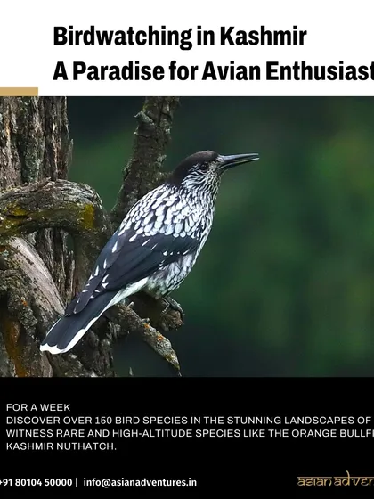 The Kashmir Nuthatch, a rare and sought-after species, is a key target on our birdwatching tours in Kashmir. Our expert guides specialize in finding such localized endemics.