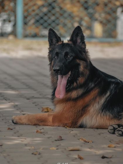 Lalith - Pet Photography Expressive Portraits: The Soul in Their Eyes photo 5