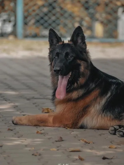 A relaxed German Shepherd taking a break on the pavement. This shot captures a calm, everyday moment, showing the beauty in just letting a pet be themselves during a shoot.