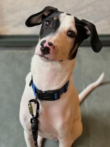 Tintin, a 6-month-old Indie, looking attentive as he begins his 4-week residency program.