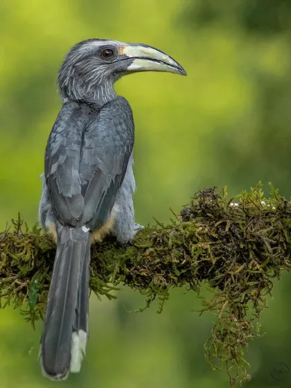 The Malabar Grey Hornbill, a species endemic to the Western Ghats. I photographed this one in Coorg, its unique grey plumage and large beak standing out against the mossy branch.
