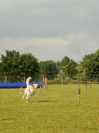 The Pawsome Camp - Dog Park & Pool Play, Train, & Learn photo 21
