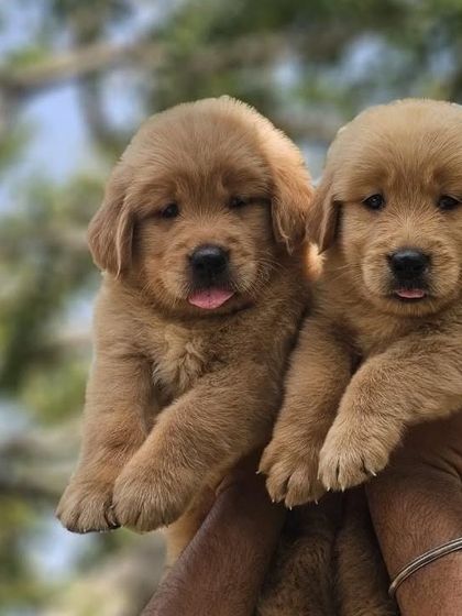 Look at these two Golden Retriever boys. Their blocky heads and light golden coats are hallmarks of a well-bred retriever. They are healthy, playful, and ready for their new homes.