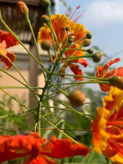 The fiery orange and yellow flowers of the Peacock Flower (Gulmohar) tree, a stunning addition that attracts pollinators.