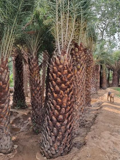 Vertical Garden Setup - Landscape Design & Execution Plant Sourcing & Supply photo 3