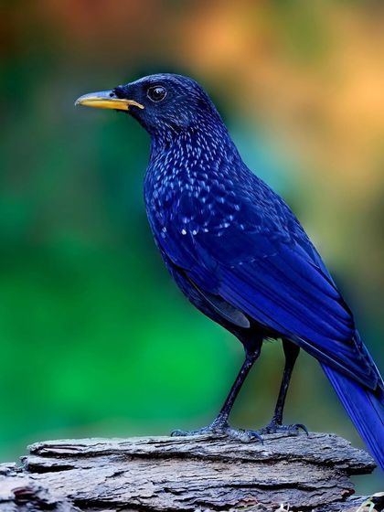 A Blue Whistling Thrush stands proudly on a rock. The beautiful, soft background of green and orange hues makes the bird's deep blue plumage even more striking.