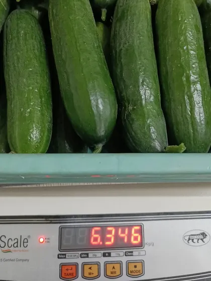 Just one part of our harvest, weighing in at over 6 kgs of English cucumbers. We track our yields carefully to ensure we can meet the high-volume demands of our restaurant partners.