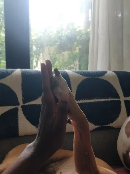 Building trust with a nervous dog is one of the most rewarding parts of my job. This is me and Kulfi, a shy girl who learned to feel safe and comfortable with me over time. I always move at a pet's pace, letting them decide when they're ready to connect.