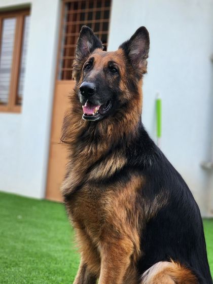 A majestic German Shepherd, looking noble and proud.