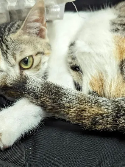 Bambi relaxing in a safe space. Adopting an adult cat like her means you know her personality, and since she's already spayed, you're all set for a happy life together.