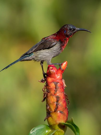 A Vigors's Sunbird perched on a bright red ginger flower. The contrast of colours is simply stunning.