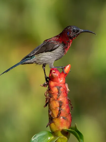 A Vigors's Sunbird perched on a bright red ginger flower. The contrast of colours is simply stunning.