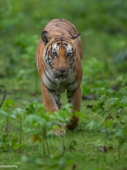 A head-on shot of a tiger emerging from the vibrant green foliage of a monsoon-drenched Kabini. The direct eye contact creates a powerful connection between the subject and the viewer.