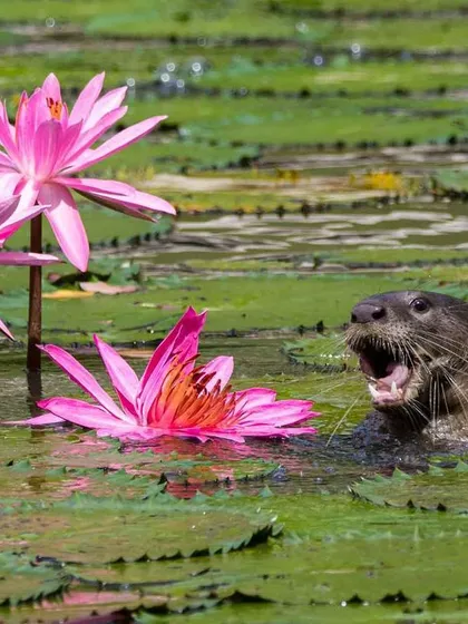 While tracking a family of Smooth Coated Otters in the Singapore Botanic Gardens, they moved into this lotus pond. I love how this shot captures the otter's playful personality, with its head popping up amongst the vibrant pink water lilies. It’s a perfect blend of wildlife and its beautiful environment.