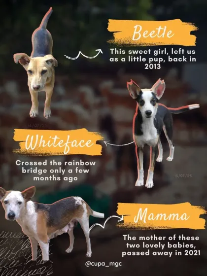 Cupa - Pet Adoption, Fostering & Sponsorship Join Our Cause: Support & Volunteer photo 10