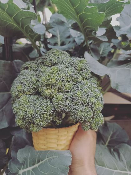I like to have fun with the harvest. This head of broccoli looks just like a green ice cream cone. It's packed with nutrients and has a fantastic flavor.