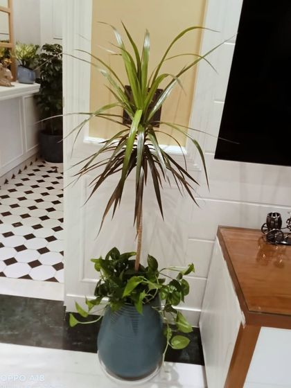 The Dracaena Colorama, with its red-edged leaves, adds a touch of drama. Here it's paired with a Money Plant at the base for a fuller look in a stylish pot.