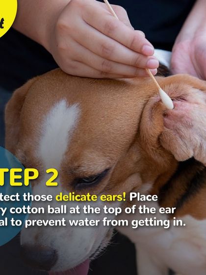 Step 2 of bathing: Protect those delicate ears. We always place a dry cotton ball to prevent water from getting in.