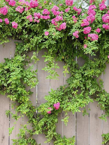 A climbing rose trained to grow over a wooden fence. This is an excellent way to beautify a simple boundary fence and add a layer of color and fragrance to the garden.