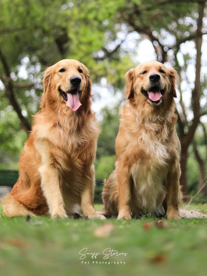 Sniff Stories - Pet & Family Photography The Soul of Your Pet photo 5